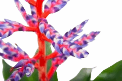 Aechmea Blue Rain - Kokerbromelia - P12 H55 - Roze-Paars - Kamerplant -Pokon Winkel aechmea blue rain kokerbromelia p12 h55 roze paars 6