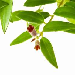 Aeschynanthus Caroline - Lipstickplant - In Hangpot - P15 H25 - Kamerplant -Pokon Winkel aeschynanthus caroline lipstickplant in hangpot p15 h25 6