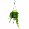 Aeschynanthus Japhrolepis - Lipstickplant - In Hangpot - P15 H20 - Kamerplant -Pokon Winkel aeschynanthus japhrolepis lipstickplant in hangpot p15 4