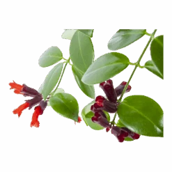 Aeschynanthus Monalisa - Lipstickplant - In Hangpot - P17 H40 - Kamerplant -Pokon Winkel aeschynanthus monalisa lipstickplant in hangpot p17 h40 6