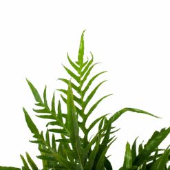 Aglaomorpha Jim - P17 H45 - Kamerplant -Pokon Winkel aglaomorpha jim p17 h45 3