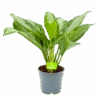 Aglaonema Freedman - P17 H60 - Kamerplant