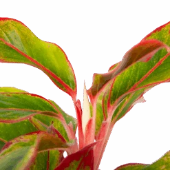 Aglaonema Light Star - P19 H35 - Kamerplant -Pokon Winkel aglaonema light star p19 h35 4