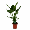 Alocasia Cucullata - Olifantsoor - P21 H90 - Kamerplant
