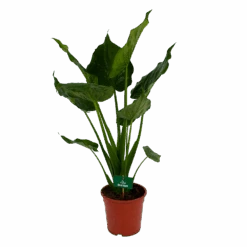 Alocasia Cucullata - Olifantsoor - P21 H90 - Kamerplant