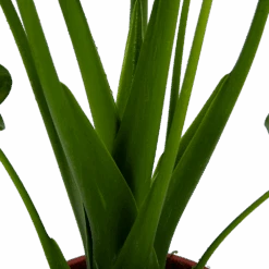 Alocasia Cucullata - Olifantsoor - P21 H90 - Kamerplant -Pokon Winkel alocasia cucullata olifantsoor p21 h90 4