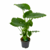 Alocasia Gageana California - Olifantsoor - P21 H85 - Kamerplant