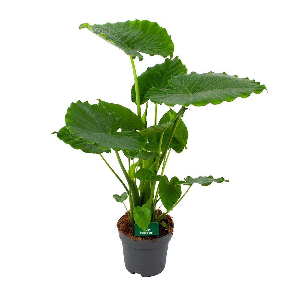 Alocasia Gageana California - Olifantsoor - P21 H85 - Kamerplant 3 Alocasia Gageana California - Olifantsoor - P21 H85 - Kamerplant