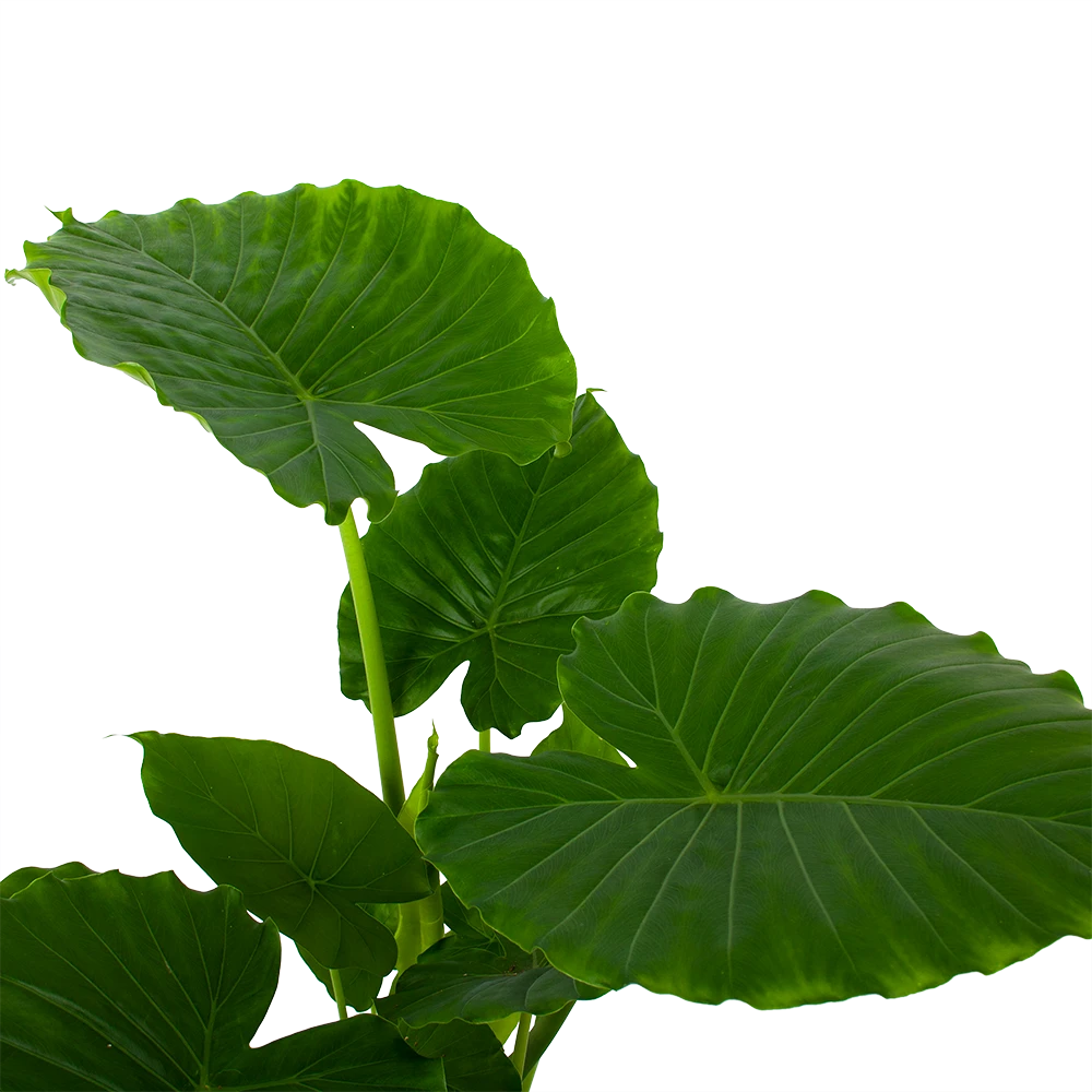 Alocasia Gageana California - Olifantsoor - P21 H85 - Kamerplant 4 Alocasia Gageana California - Olifantsoor - P21 H85 - Kamerplant - Afbeelding 2