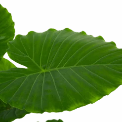 Alocasia Gageana California - Olifantsoor - P21 H85 - Kamerplant 8 Alocasia Gageana California - Olifantsoor - P21 H85 - Kamerplant -Pokon Winkel alocasia gageana california olifantsoor p21 h85 6 1
