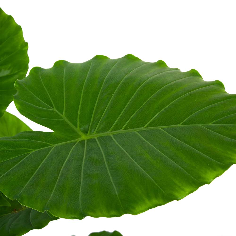 Alocasia Gageana California - Olifantsoor - P21 H85 - Kamerplant 5 Alocasia Gageana California - Olifantsoor - P21 H85 - Kamerplant - Afbeelding 3