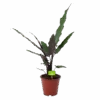 Alocasia Lauterbachiana - Olifantsoor - P19 H70 - Kamerplant