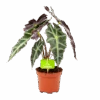 Alocasia Polly - Olifantsoor - P17 H50 - Kamerplant 2 Alocasia Polly - Olifantsoor - P17 H50 - Kamerplant -Pokon Winkel alocasia polly olifantsoor p17 h50 1