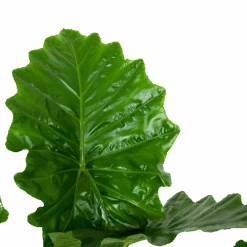 Alocasia Portodora - Olifantsoor - P35 H135 - Kamerplant -Pokon Winkel alocasia portodora olifantsoor p35 h135 6 1