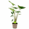 Alocasia Zebrina - Olifantsoor - P21 H70 - Kamerplant