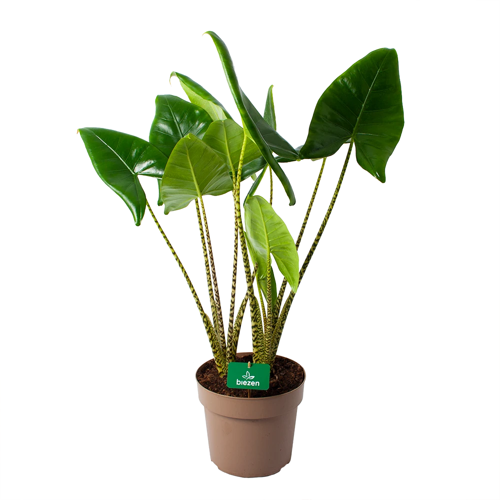 Alocasia Zebrina - Olifantsoor - P24 H90 - Kamerplant 3 Alocasia Zebrina - Olifantsoor - P24 H90 - Kamerplant