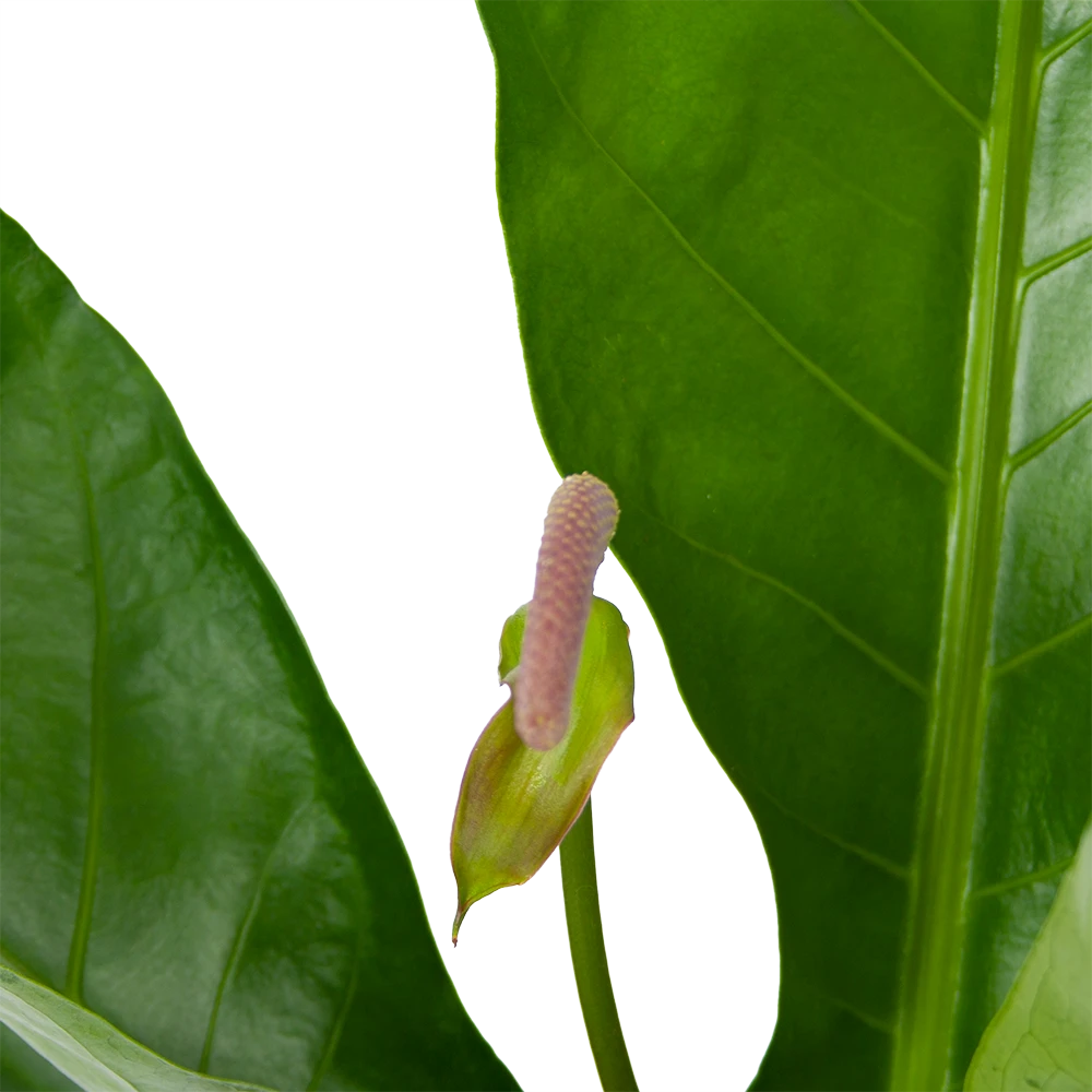 Anthurium Brownii Arrow - P15 H60 - Kamerplant 4 Anthurium Brownii Arrow - P15 H60 - Kamerplant - Afbeelding 2