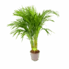Areca - Goudpalm - P17 H90 - Kamerplant -Pokon Winkel areca goudpalm p17 h90 1 3