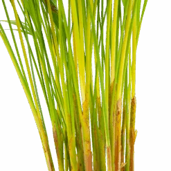 Areca - Goudpalm - P17 H90 - Kamerplant 8 Areca - Goudpalm - P17 H90 - Kamerplant -Pokon Winkel areca goudpalm p17 h90 6 2