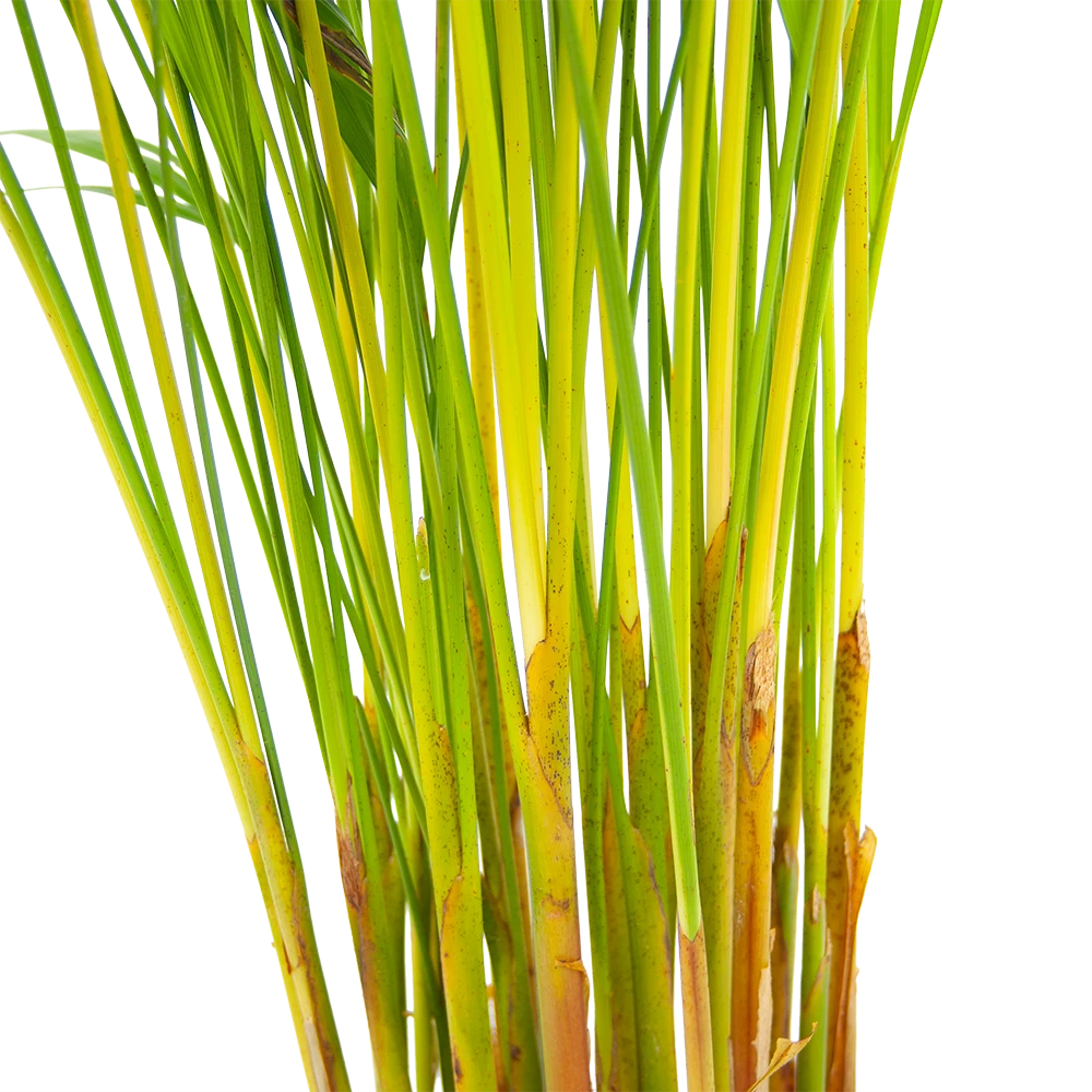 Areca - Goudpalm - P17 H90 - Kamerplant 5 Areca - Goudpalm - P17 H90 - Kamerplant - Afbeelding 3