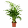 Areca - Goudpalm - P21 H100 - Kamerplant -Pokon Winkel areca goudpalm p21 h100 1 1