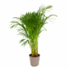Areca - Goudpalm - P24 H120 - Kamerplant -Pokon Winkel areca goudpalm p24 h120 1