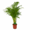 Areca - Goudpalm - P24 H140 - Kamerplant -Pokon Winkel areca goudpalm p24 h140 kamerplant 1