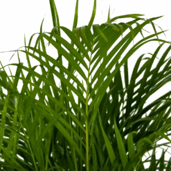 Areca - Goudpalm - P24 H140 - Kamerplant -Pokon Winkel areca goudpalm p24 h140 kamerplant 4