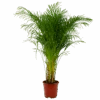 Areca - Goudpalm - P27 H180 - Kamerplant -Pokon Winkel areca goudpalm p27 h160 1 3