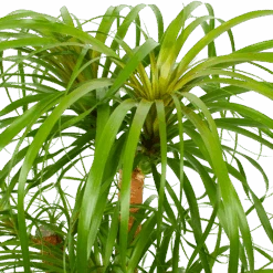 Beaucarnea Recurvata - Vertakt - Olifantenpoot - P38 H110 - Kamerplant -Pokon Winkel beaucarnea recurvata vertakt olifantenpoot p38 h110 5 1