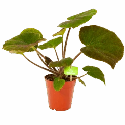 Begonia Masoniana Jungle - P15 H40 - Kamerplant