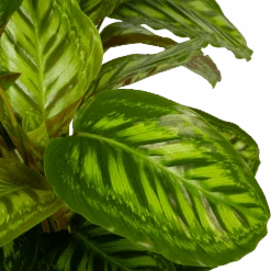 Calathea Flamestar - Schaduwplant - P32 H80 - Kamerplant -Pokon Winkel calathea flamestar schaduwplant p32 h80 5