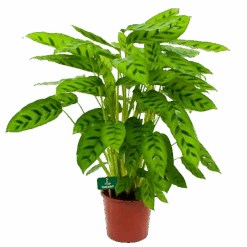 Calathea Leopardina - Schaduwplant - P17 H70 - Kamerplant