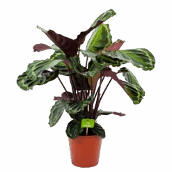 Nieuwkomers 19 Calathea Medaillon - Schaduwplant - P19 H75 - Kamerplant