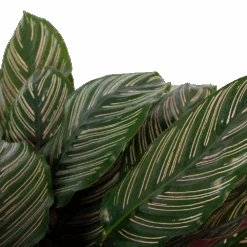 Calathea Ornata - Livingplant - P27 H80 - Kamerplant -Pokon Winkel calathea ornata livingplant p27 h80 6 3
