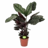Calathea Ornata - Livingplant - Schaduwplant - P19 H75 - Kamerplant -Pokon Winkel calathea ornata livingplant schaduwplant p19 h75 1 1