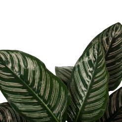 Calathea Ornata - Livingplant - Schaduwplant - P19 H75 - Kamerplant -Pokon Winkel calathea ornata livingplant schaduwplant p19 h75 5 1