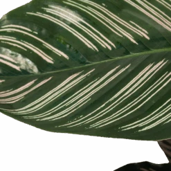 Calathea Ornata - Livingplant - Schaduwplant - P19 H75 - Kamerplant -Pokon Winkel calathea ornata livingplant schaduwplant p19 h75 6 1