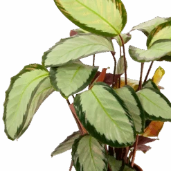 Calathea Picturata - Livingplant - P17 H65 - Kamerplant -Pokon Winkel calathea picturata livingplant p17 h65 6