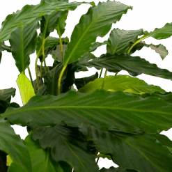 Pokon Winkel -Pokon Winkel calathea rufibarba mirosha pauwenplant p21 h105 5