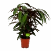 Calathea Rufibarba Wavestar - Pauwenplant - P21 H85 - Kamerplant -Pokon Winkel calathea rufibarba wavestar pauwenplant p21 h105 4
