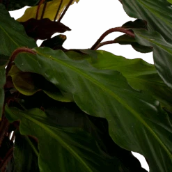 Calathea Rufibarba Wavestar - Pauwenplant - P21 H85 - Kamerplant -Pokon Winkel calathea rufibarba wavestar pauwenplant p21 h105 5