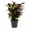 Calathea Rufibarba Wavestar - Pauwenplant - P27 H90 - Kamerplant -Pokon Winkel calathea rufibarba wavestar pauwenplant p27 h90 1 1