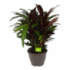 Calathea Rufibarba Wavestar - Pauwenplant - P32 H80 - Kamerplant -Pokon Winkel calathea rufibarba wavestar pauwenplant p32 h80 1