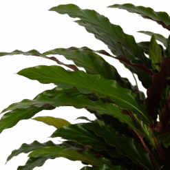 Calathea Rufibarba Wavestar - Pauwenplant - P32 H80 - Kamerplant -Pokon Winkel calathea rufibarba wavestar pauwenplant p32 h80 5