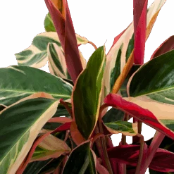 Calathea Stromante Triostar - Schaduwplant - P19 H60 - Kamerplant -Pokon Winkel calathea stromante triostar schaduwplant p19 h60 5 3