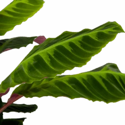 Calathea Warcewiczii - Livingplant - P21 H75 - Kamerplant -Pokon Winkel calathea warcewiczii livingplant p21 h75 6 1