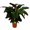 Calathea Warcewiczii - Livingplant - P21 H90 - Kamerplant