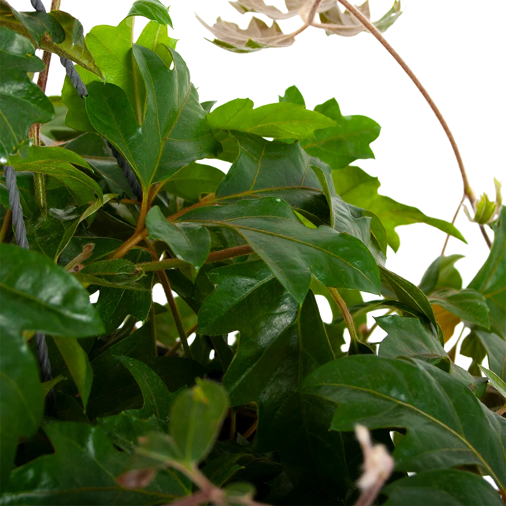 Cissus Rhombifolia - Kamerwijnstok - In Hangpot - P20 H40 - Kamerplant 4 Cissus Rhombifolia - Kamerwijnstok - In Hangpot - P20 H40 - Kamerplant - Afbeelding 2