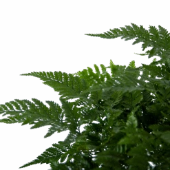 Davallia Teyermannii - In Hangpot - P17 H30 - Kamerplant -Pokon Winkel davallia teyermannii in hangpot p17 h30 6